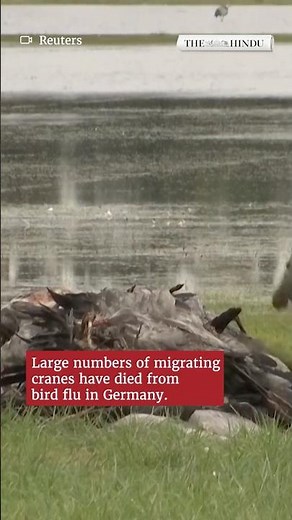 Migrating cranes die from bird flu in Germany