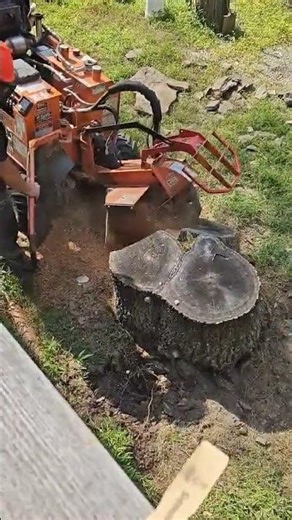 This huge stump is no match for Uncle Grumpy!