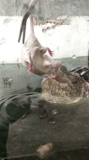 snapping turtle so fast even on slow motion