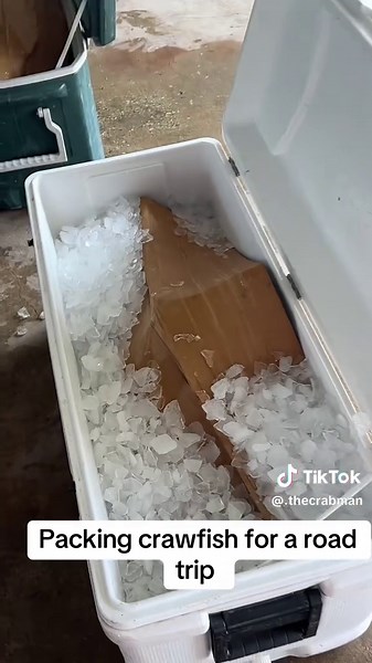 Pack up your crawfish so that they all stay alive on them long road trips 🦞 #fyp #louisiana #louisianacrawfish #crawfish #travel #crabs #seafood #louisianaseafood #shippingcrawfish #shippingseafood #bigcrawfish #cmoncrabsbaby #thecrabman