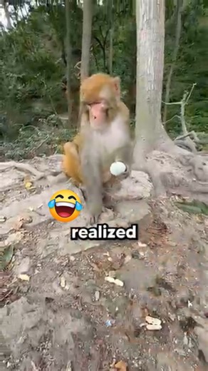When this guy met a monkey, he tried to prank it with a fake egg 😂🐒 But the monkey’s reaction? UNEXPECTED!” #ViralVideo #MonkeyPrank #FunnyMoments #AnimalReactions #TrendingNow #MustWatch #LOL #WOWMoment #FacebookReels #FYP #TrendingVideo | Entirely Epic