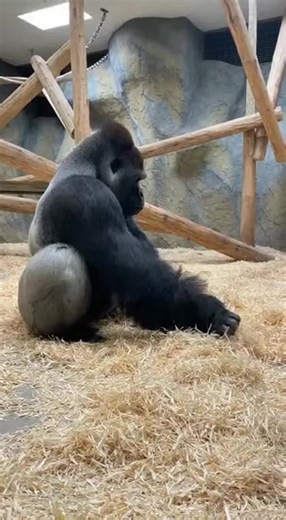 Zookeeper: Made you a lookalike cake for fun! 🎂 Gorilla: Fun my foot! 💥 He smashed it to pieces and chaos ensued—isn’t this the most wronged cake of the year?#ZooLife #FunnyAnimals