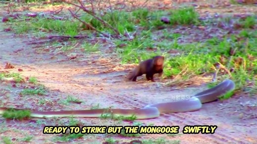 338K views · 3K reactions | Black mamba vs mongoose #animals #wildlife | ABMCI Mission Bouaké | Facebook