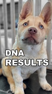 Lilly DNA Test Reveal 😳 (LIVE 🔴) | Rocky Kanaka