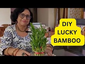 My secret of growing Lucky Bamboo Plant | Watering, Fertilizing & Pruning | Easy Indoor plant Tips