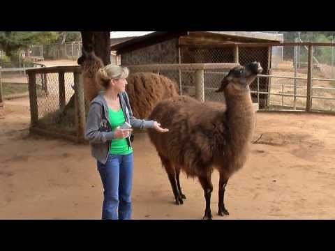 Llama spitting on me