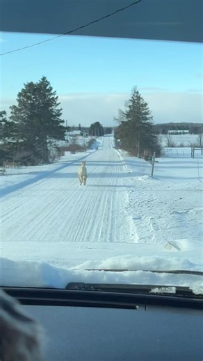Alpaca attack! #alpaca #lama #superduty