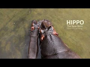 The New Born || India's First Captive-Bred Hippo: Breakthrough in Animal Conservation Documentary