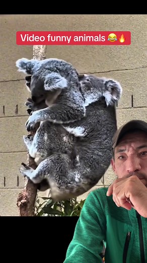 Funny Animals Compilation Video