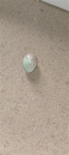 Causes of Canary Chick Death Inside the Egg