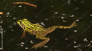 An edible frog (Pelophylax kl. esculentus) is a species of common European frog also known as the common water frog or green frog circling in shallow water