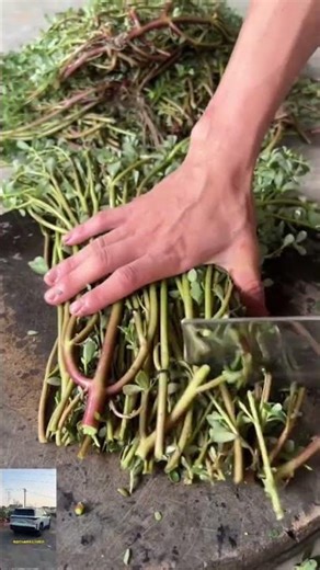 No Pain, No Gain 🍋 Rural life 🍉 Farming #rurallife #vlog #farming #shorts 6