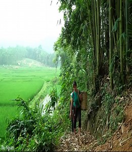 Single mom - Harvest tomato goes to the market sell, Cut down the bamboo, Cooking #PoorMother #singlemother #singlemom | Tasty Recipe