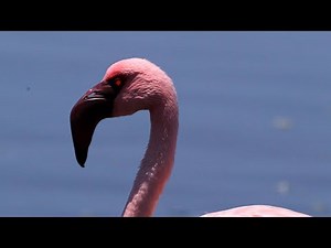 Lesser Flamingos Preening and Feeding on the Coast | Namibia