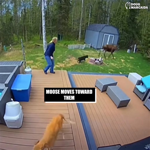 I have deer , chipmunks and wild scary hyper...squirrels! But a Moose? | Doug Marcaida