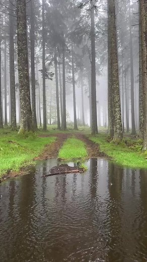 Chica Bosque: Bonito Paisaje de Lluvia