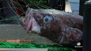 864K views · 6.5K reactions | Real-life adventure on the front lines of ocean conservation! The award-winning eco-thriller #ChasingtheThunder premieres June 8th on discovery+ in honor of World Oceans Day. This documentary follows Sea Shepherd’s adrenaline-fuelled 110-day chase across three oceans and two seas to capture the notorious poaching vessel, the Thunder. Follow the journey at discoverypl.us/2L1fLrX : Brick City TV | Sea Shepherd Conservation Society | Facebook