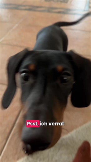 Discover the Love for Dackels: A Dog Enthusiast's Guide