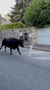 16K views · 371 reactions | Bandido Calvisson | Jean Philippe Bouchoux | Facebook