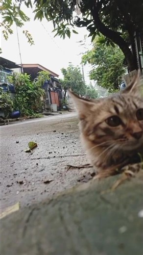 Kucing kerang ajaib 😂 #comedy #gudanghiburan #comedyshorts