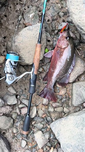 Jack Fishing with a Micro Jig: An Epic Adventure