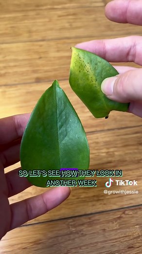 Leaf Experiment: Talking to Plants for Survival