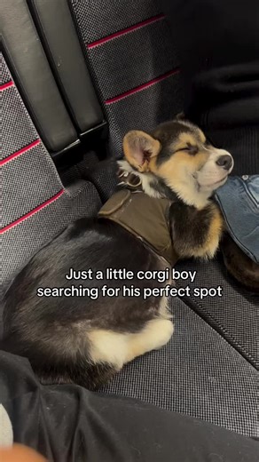 Creating the Perfect Happy Place for Your Dog