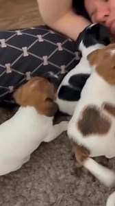 23K views · 909 reactions | So Funny Do you Really Love Jack Russell Terrier?  #jackrussell #jackrussellterrier #jackrussellsofinstagram #jackrussellofinstagram #puppy #puppylove #love #likeforlikes #viralfbreels #dog #doglife #jackrussellmoments #viralreelsfb #dogsofinstagram #dogs #cutebaby #cute #jackrussellfamily | Jack Russell Lovers | Facebook