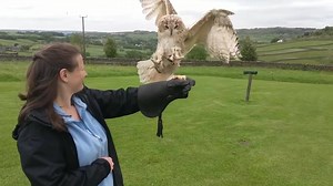 Ivan is coming along really well! | SMJ Falconry