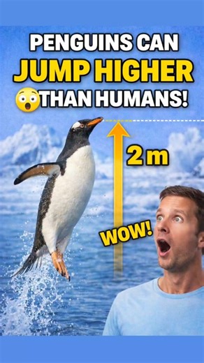 Penguins can jump higher than humans! #penguin #naturefacts #wildlife