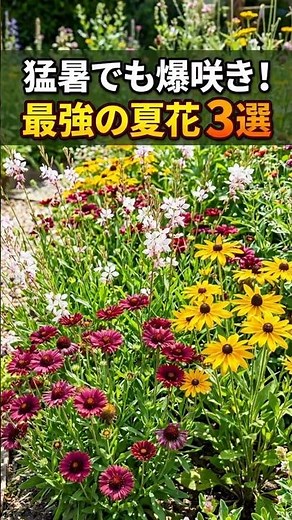 [Blooming even in scorching heat!] 3 of the best summer flowers that bloom until autumn without n...