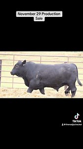 These Bulls and Bred Heifers were Bred for the commercial producer looking to put Extra Payweight, Quality, and High Maternal genetics in their future calf crops. They all sell at our Annual “Black Friday” Production sale, November 29th. Our online sale Live auction Broadcast by World Champion Auctioneer Matt Lowrey on both Superior and DVauction bidding platforms. Message us to be added to the Sale Catalog mailing list, it’s going to be a great event! ✅We will deliver the bulls anywhere in the 