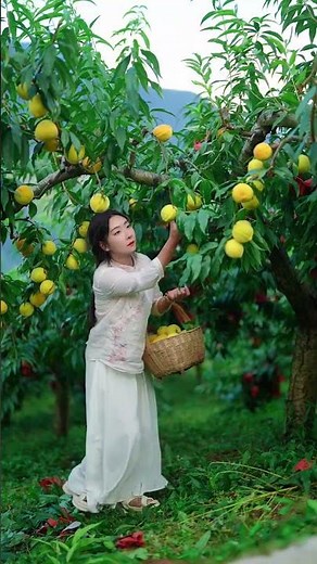 Beautiful Nature with Rural Life - Harvest grapes, cherry tomatoes, figs, yellow peaches