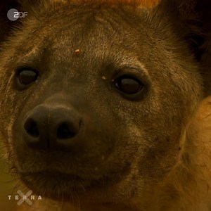38K views · 560 reactions | "Serengeti - Helden der Savanne" seht Ihr um 19:30 Uhr im ZDF - und jederzeit in der Mediathek: kurz.zdf.de/MI0/ | Terra X | Facebook
