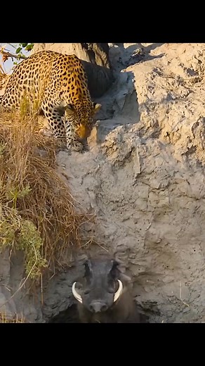 Cheetah Attack | Avatar videos