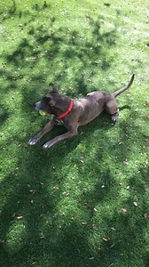 36 reactions · 26 shares | #A230592 MARKUS loves to play ball and enjoying a good roll in the grass. He’s a handsome blue brindle boy who acts much younger than his 8y.oCollier Domestic Animal Services Naples, Florida | Collier DAS Dogs -by volunteers | Facebook