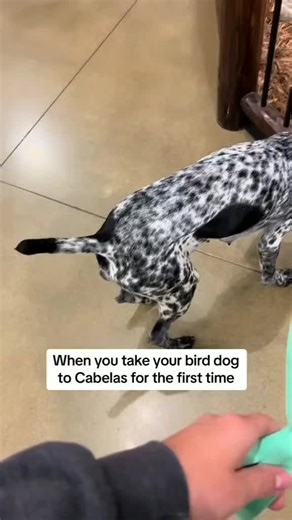 GSP Puppies For Adoption/Sale on TikTok