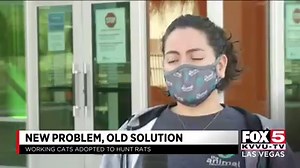 18K views · 151 reactions | Las Vegas homeowners are beginning to adopt feral cats as a way to get rid of rats that have migrated from the Las Vegas Strip into valley neighborhoods. Enzo Marino has more. STORY: https://bit.ly/3m8sGWs | FOX5 Las Vegas | Facebook