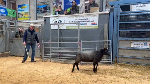 Topping the Blue Texel trade today at Welshpool Lot 410 from M P Harding sells for 1150gns🔥 | Blue Texel Sheep Society