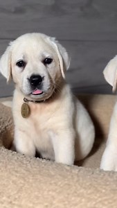 Tongue out Tuesday😍👅 • • • • #englishlabrador #puppy #whiteenglishlab #labbreeder #labrador #englishlab #fyp #whitelab #lablove #labradorphotography #barneybed | Hickory Bluff Labradors LLC