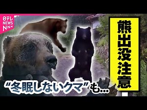 【クマ】街中で相次ぐクマ目撃 冬眠する時期に…なぜ出没？/ 仁王立ちするクマ 撮影者が語る緊迫の瞬間 / 野生動物による農作物被害も…“ジビエ料理”で観光資源に