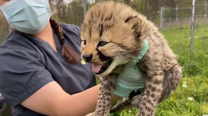 158K views · 10K reactions |  Warning: This week's cheetah cub...