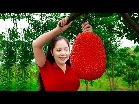 Harvesting Giant Red JackFruit Goes To Market Sell, Taking Care of Herd Pigs | Han Harvesting