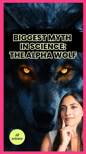 The idea of the “alpha wolf” is a myth. But the parasite controlling wolves from their brains? THAT is real For decades we thought wolf packs had dominance hierarchies with alphas at the top. Turns out they’re just families, as in literal parents and their offspring. So why did this myth spread? A scientist studied captive, unrelated wolves in confined zoo spaces and saw aggression & dominance. We then assumed that’s how ALL wolves behave. But there is such thing as a lone wolf!Wolves infected w