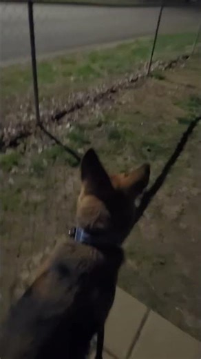 Flippie is known in the Momma Deer community for all the wrong reasons 😒 #germanshepherd #funnydog