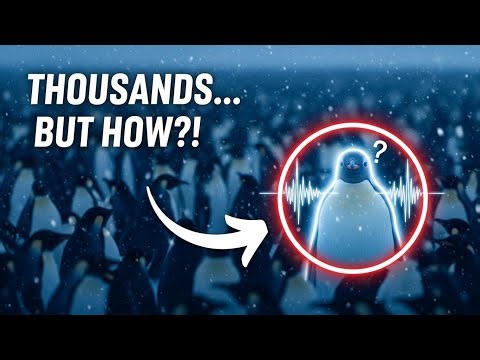 Penguins Have a Secret Language?! You Won’t Believe This