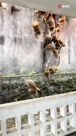 “被吓得汗毛直立”！贵阳黔灵山猴群突然蜂拥下山，场面密集、速度迅猛_腾讯新闻