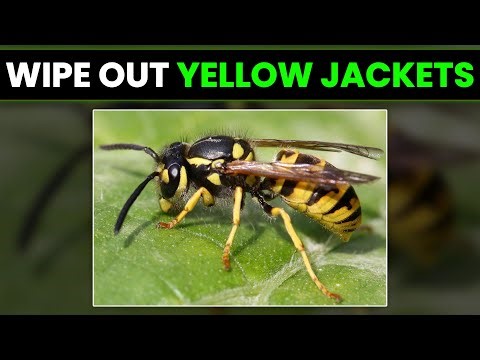 How to Wipe Out Yellow Jackets: How to Get Rid of Yellow Jackets Safely