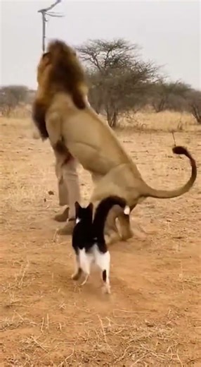 Man vs Lion: Real Wilderness Chaos Caught on Camera 🦁📸🐕🐈"#LionAttack#WildlifeDocumentary#ManVsLion