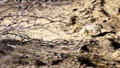 Gopher runs across the open and hidden in a thicket of Haloxylon....
